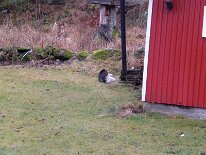 20071011_017 Jag tog tomtens skägg