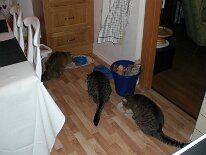 20071011_023 Stina Bullis Morris