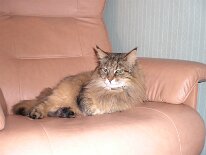 20071011_024 Jag e en snygg katt !!